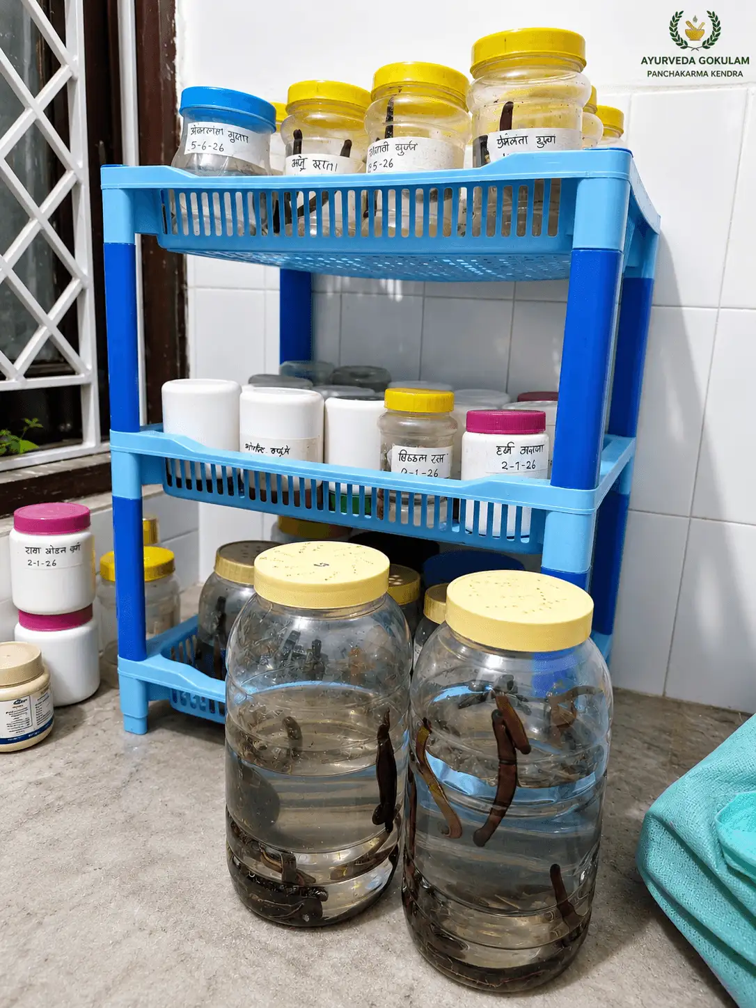 Medicinal leeches kept in clean storage at Ayurveda Gokulam